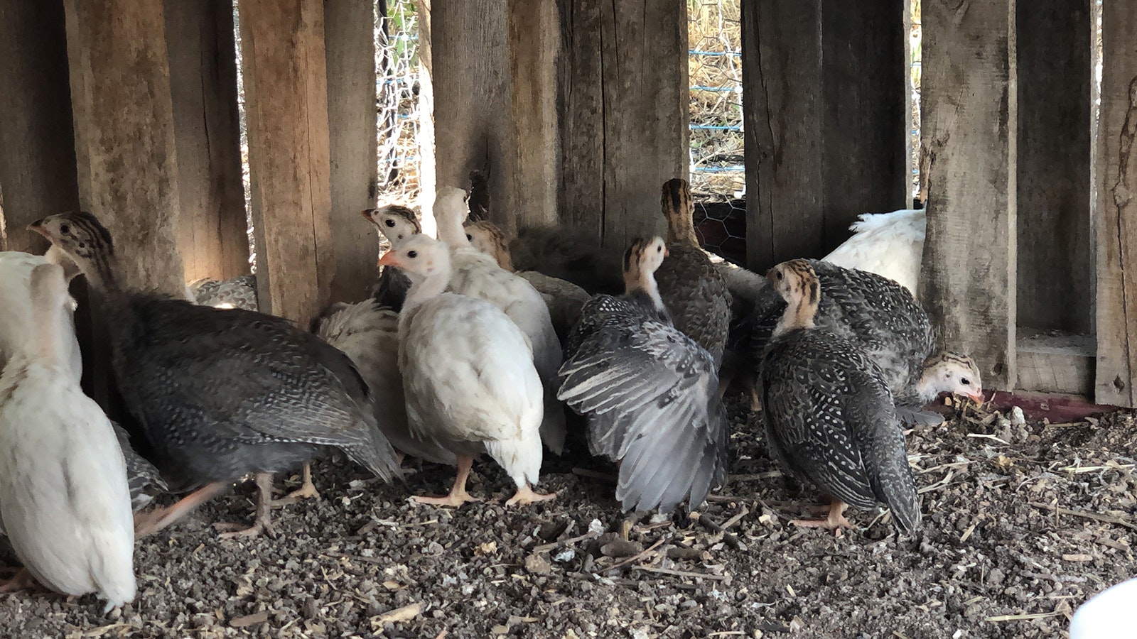 Guinea fowl are hardy enough to handle all of Wyoming’s seasons, so long as they have a good place to huddle up.