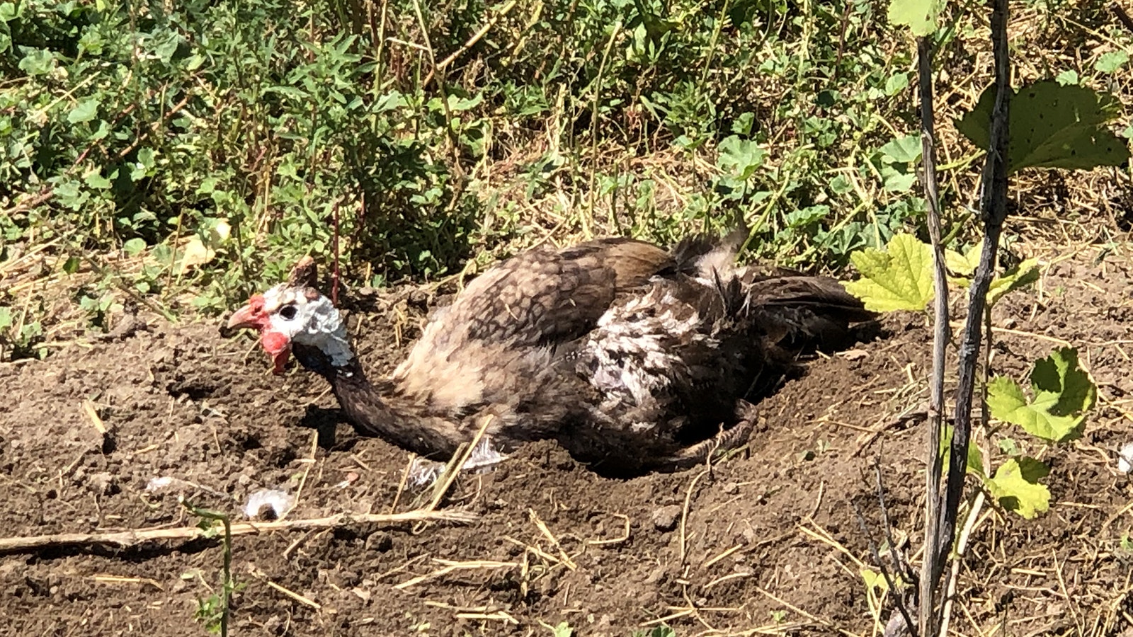 A guinea fowl takes a dust bath on a rural property near Torrington. The birds are great at pest control, they kill rattlesnakes and gobble up ticks.