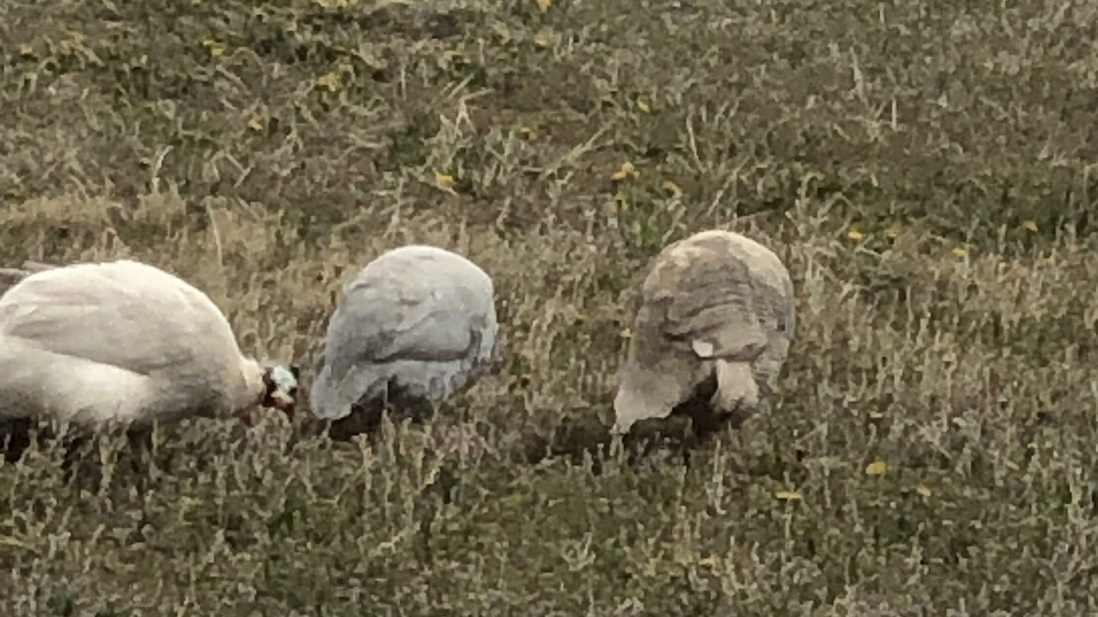 Guinea fowl hunt for ticks on a rural property near Torrington.