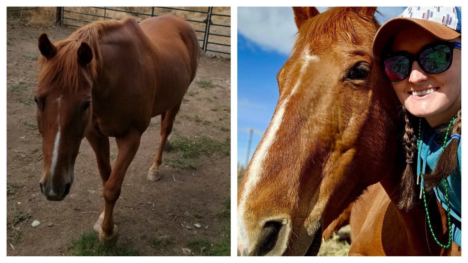 Gus is a 20-year-old quarter horse that lives near Cody Middle School and loves people, especially kids. He’s super-friendly and comes running to meet kids after the bell rings every morning and afternoon.