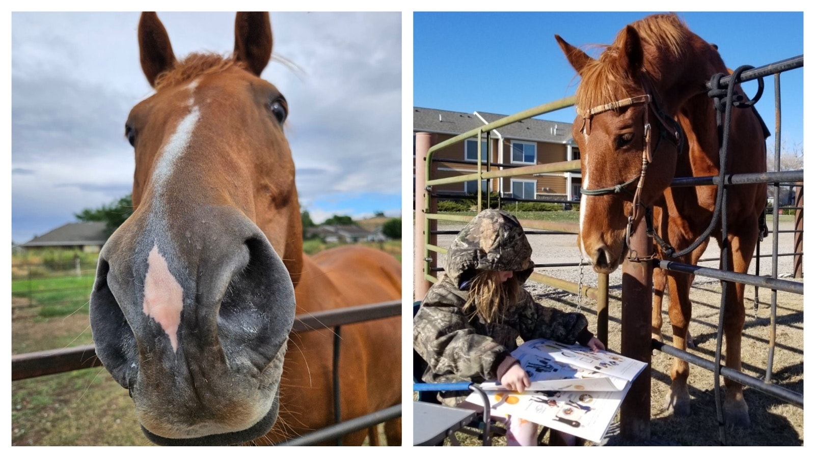 Gus is a 20-year-old quarter horse that lives near Cody Middle School and loves people, especially kids. He’s super-friendly and comes running to meet kids after the bell rings every morning and afternoon.