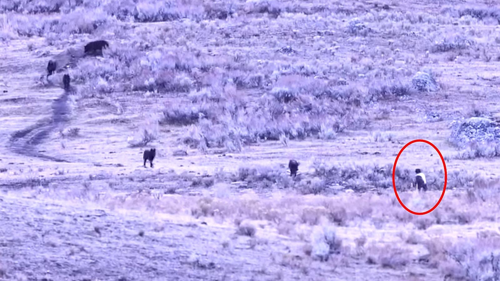 Wildlife experts say a man was foolish and inconsiderate to press within a few yards of a group of juvenile wolves in Yellowstone National Park. On a video of the incident, onlookers remark that, "This could end very badly for that guy."
