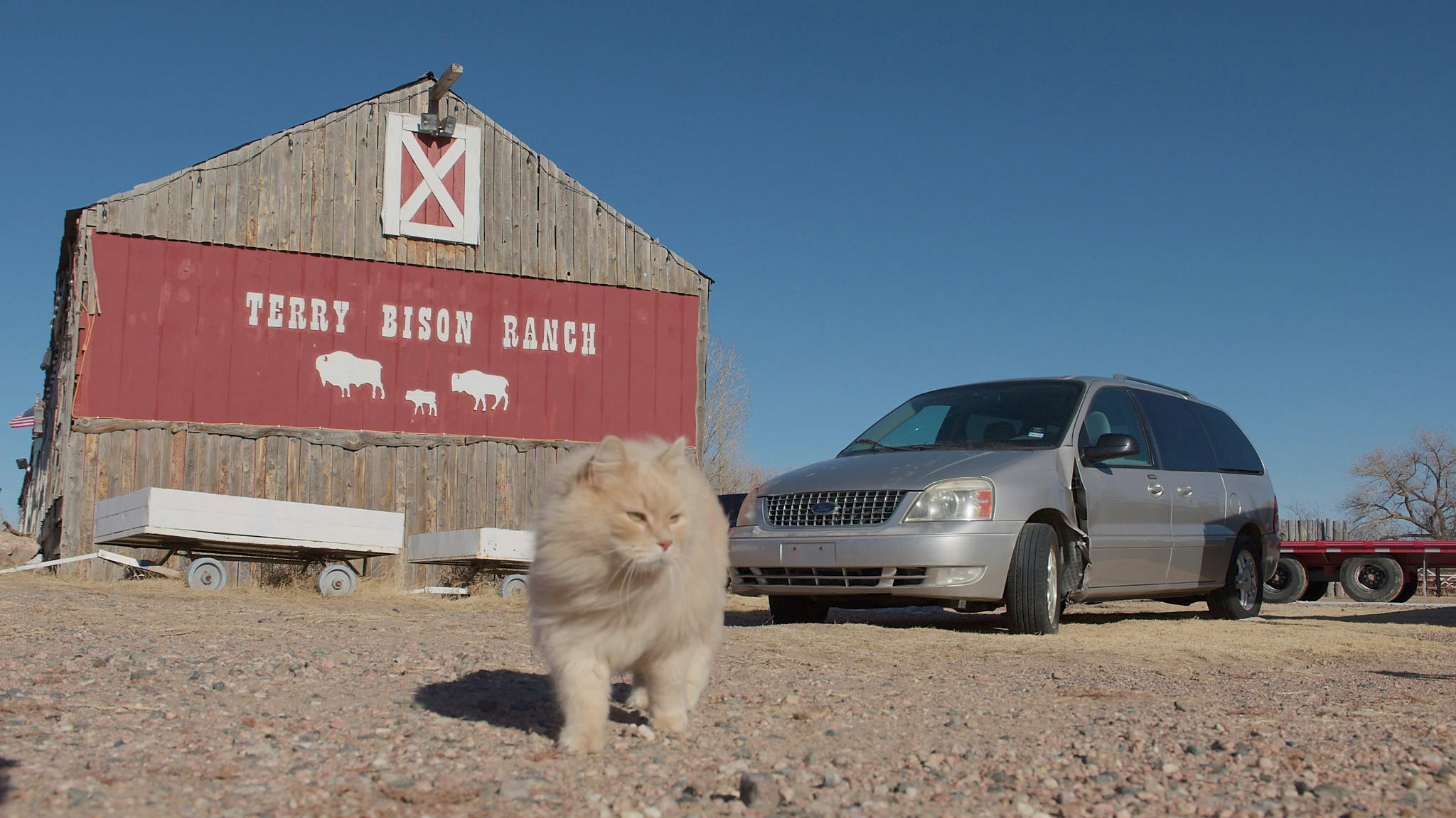 A ranch cat waltzes up to the camera at Terry Bison Ranch on Jan. 29, 2025.