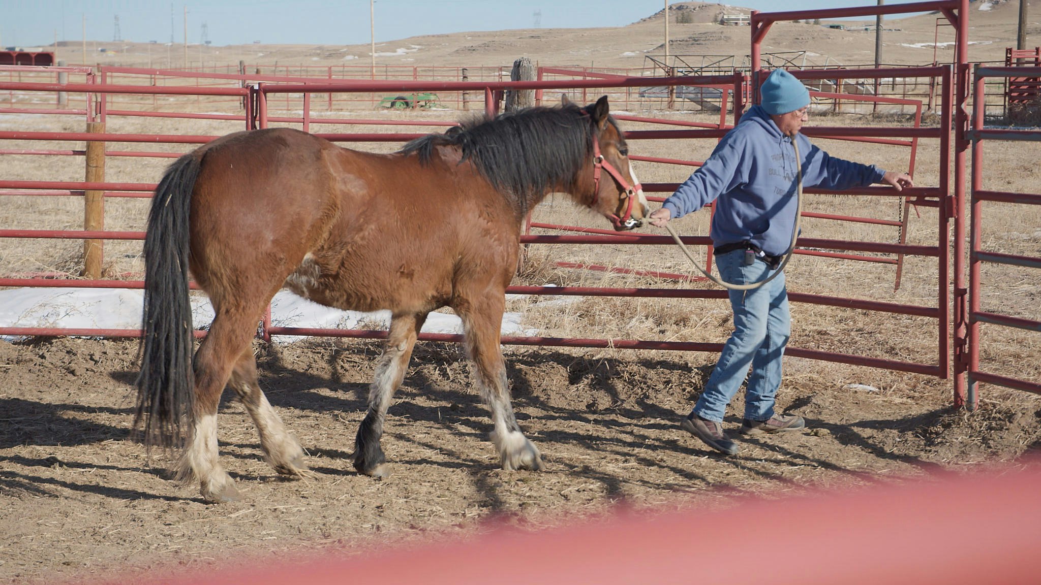 Charles Walks guides a horse named Wanda out of the round pen at Terry Bison Ranch on Jan. 29, 2025.