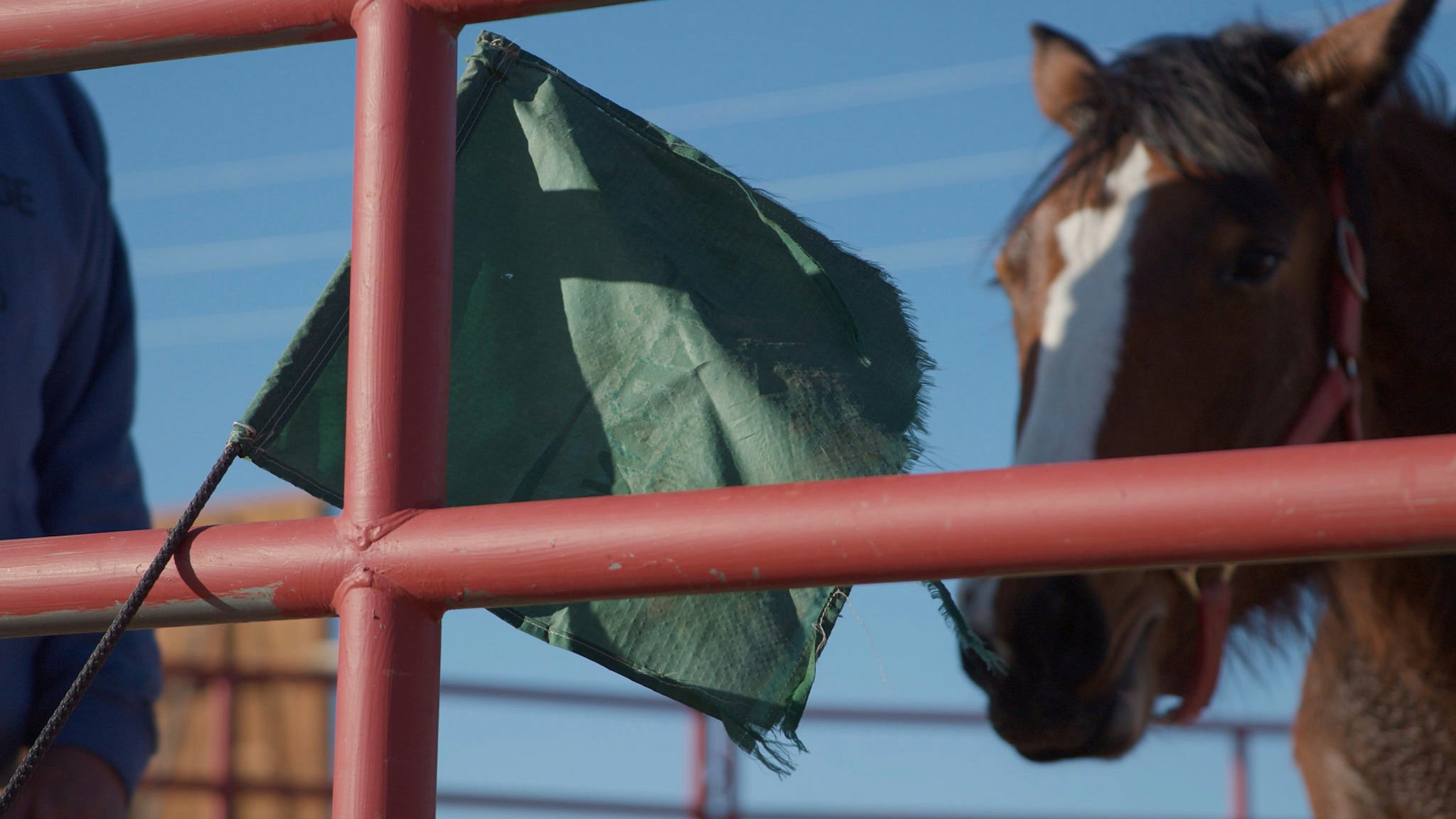 A horse named Wanda looks at a flag, which Charles Walks used to train her on Jan. 29, 2025.