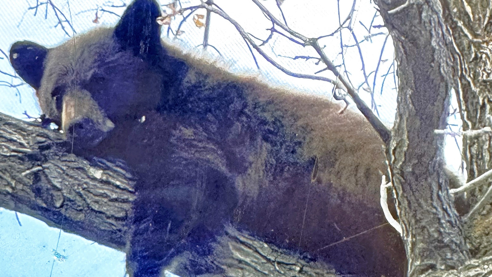 Idaho Fish and Game agents found a 10-month-old black bear cub lounging in a backyard apple tree in Hailey, Idaho. It had solo trekked 120 miles from the Salmon, Idaho region.