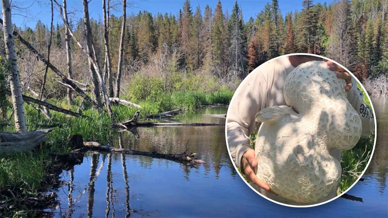 A Wyoming man found the mother of all giant puffball mushroom's the size of two basketballs near the Happy Jack Recreation Area. The puffball is edible, though mushroom expert Jake States says Wyoming has tastier fungi. "I find them pretty bland," he says.