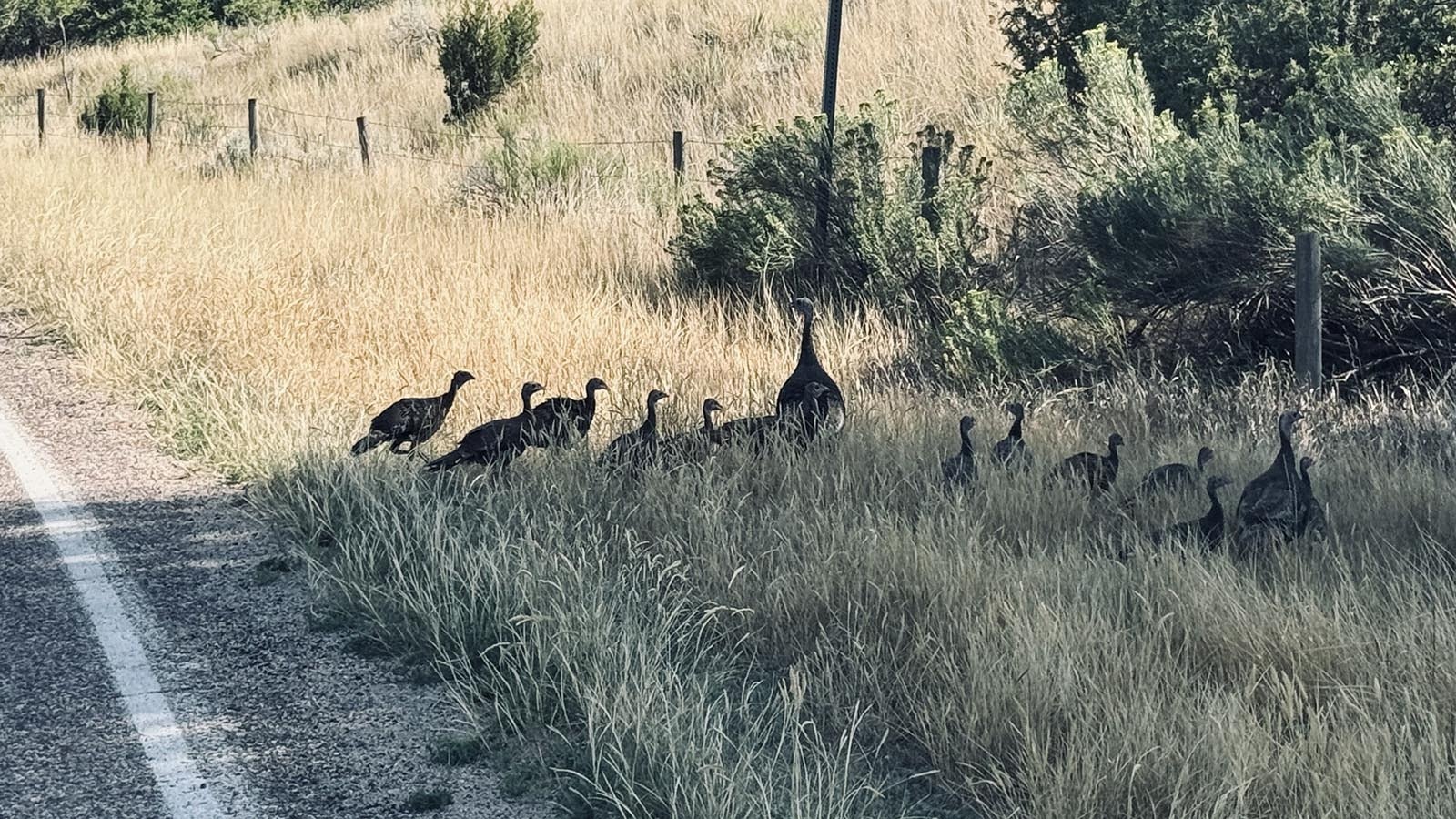 WIld turkeys along Wyoming 270 just south of Hartville.