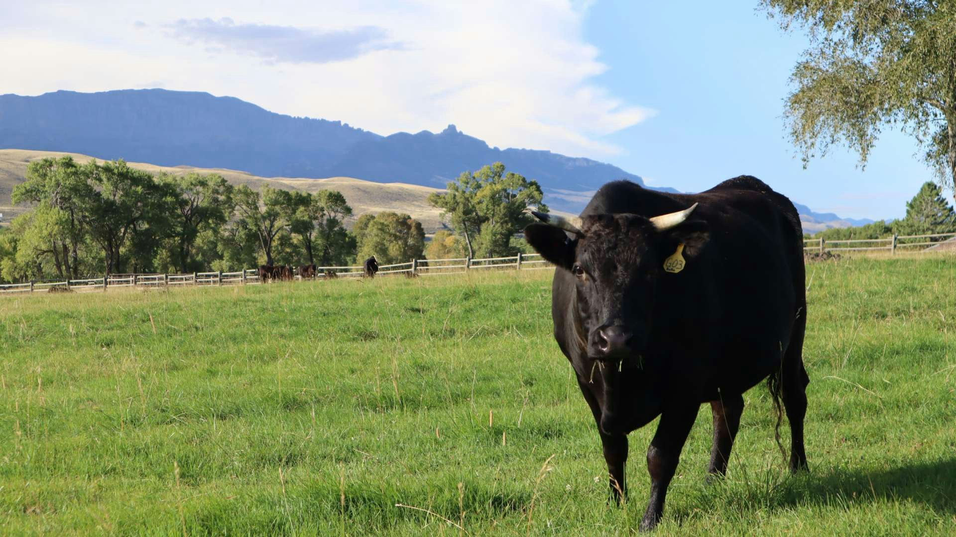 The wagyu beef raised on the Hawks Hill ranch near Cody, Wyoming, grade out in the top 1% of beef on the planet. That has a lot to do with the ranch's meticulous care in protecting its small herd's genetics.