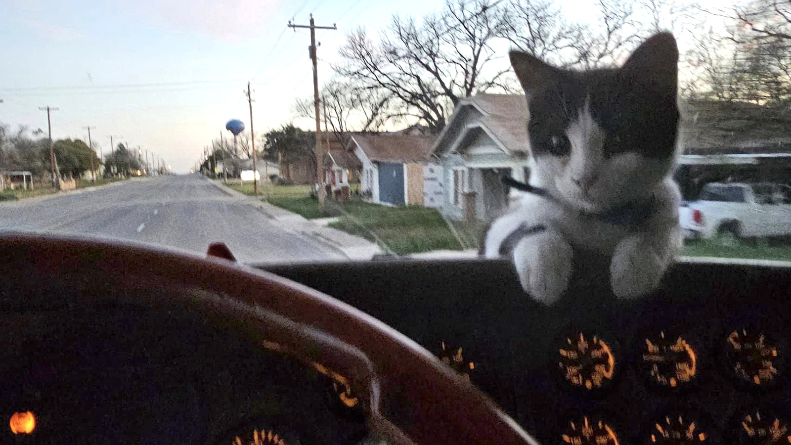 Lucas the boss cat supervises the driving.
