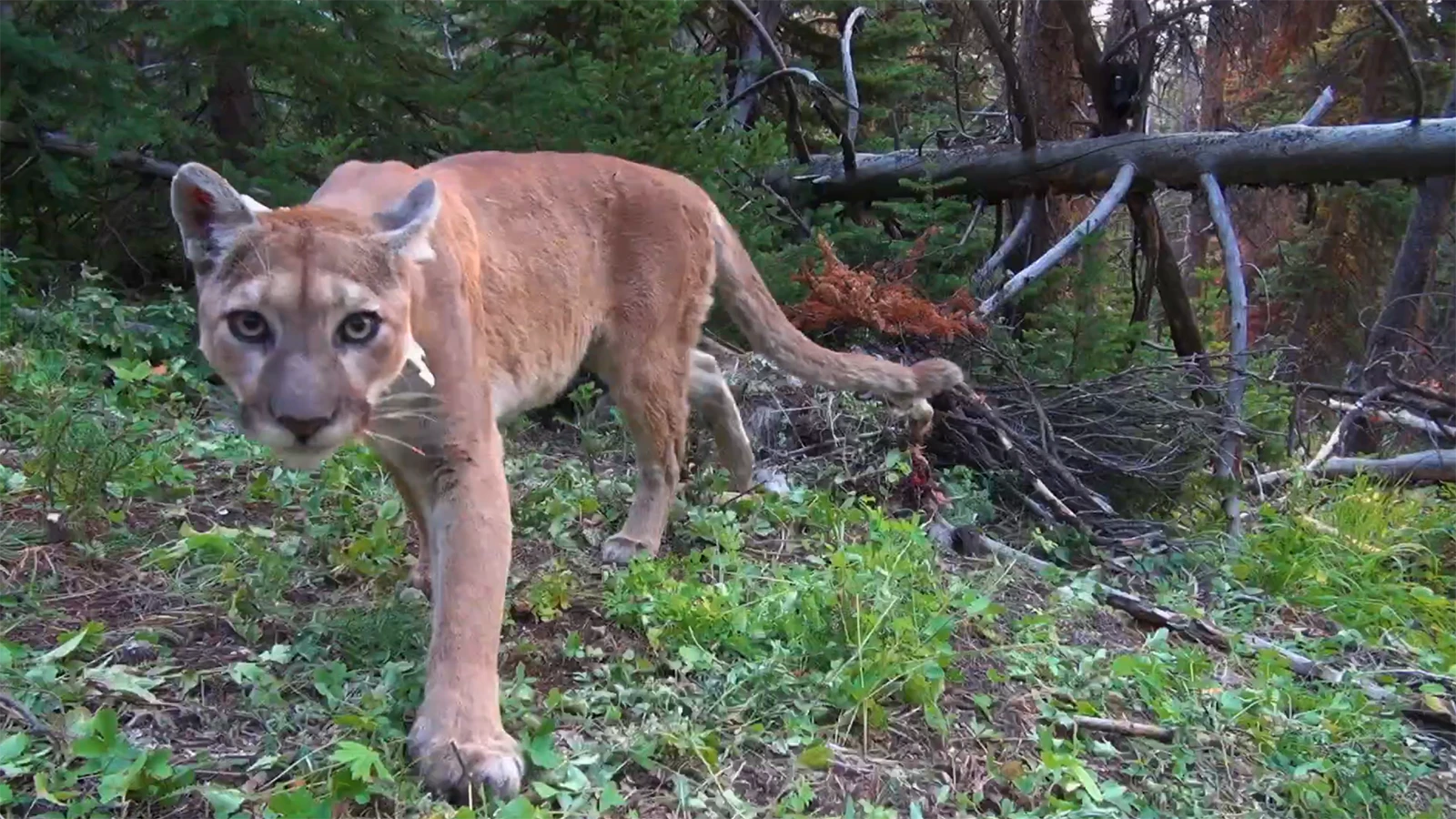 Each year the festival opens with a film with a Wyoming connection. This year it’s “Heart of a Lion,” about a scientist who studies and tracks mountain lions. Two mother lions are featured, one in Washington state and the other in Jackson Hole.
