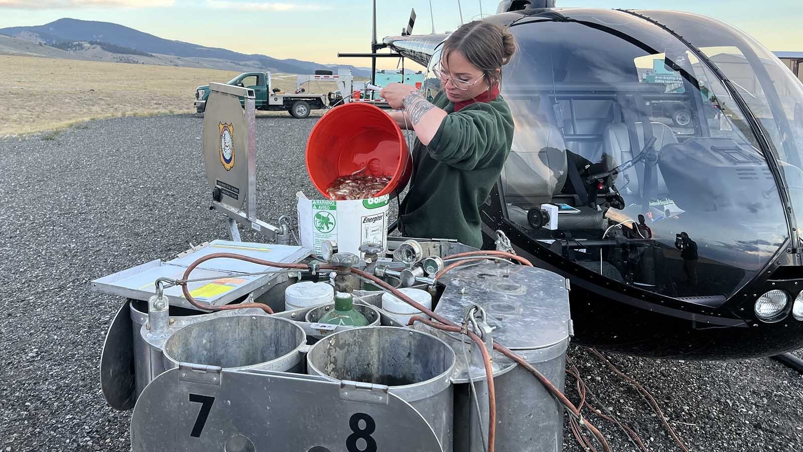 Kaitlyn Stern, fish culture technician with the Wyoming Game and Fish Department, dumps fingerling-sized fish into a specially designed holding tank early Tuesday at the Dubois Regional Airport. The fish were flown via helicopter to stock backcountry lakes.