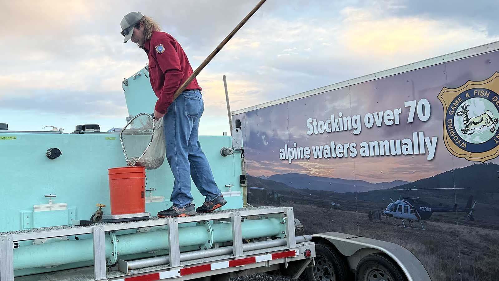 Tim Franke, statewide fish spawning technician with the Wyoming Game and Fish Department, loads fingerling-sized fish into a bucket early Tuesday at the Dubois Municipal Airport.