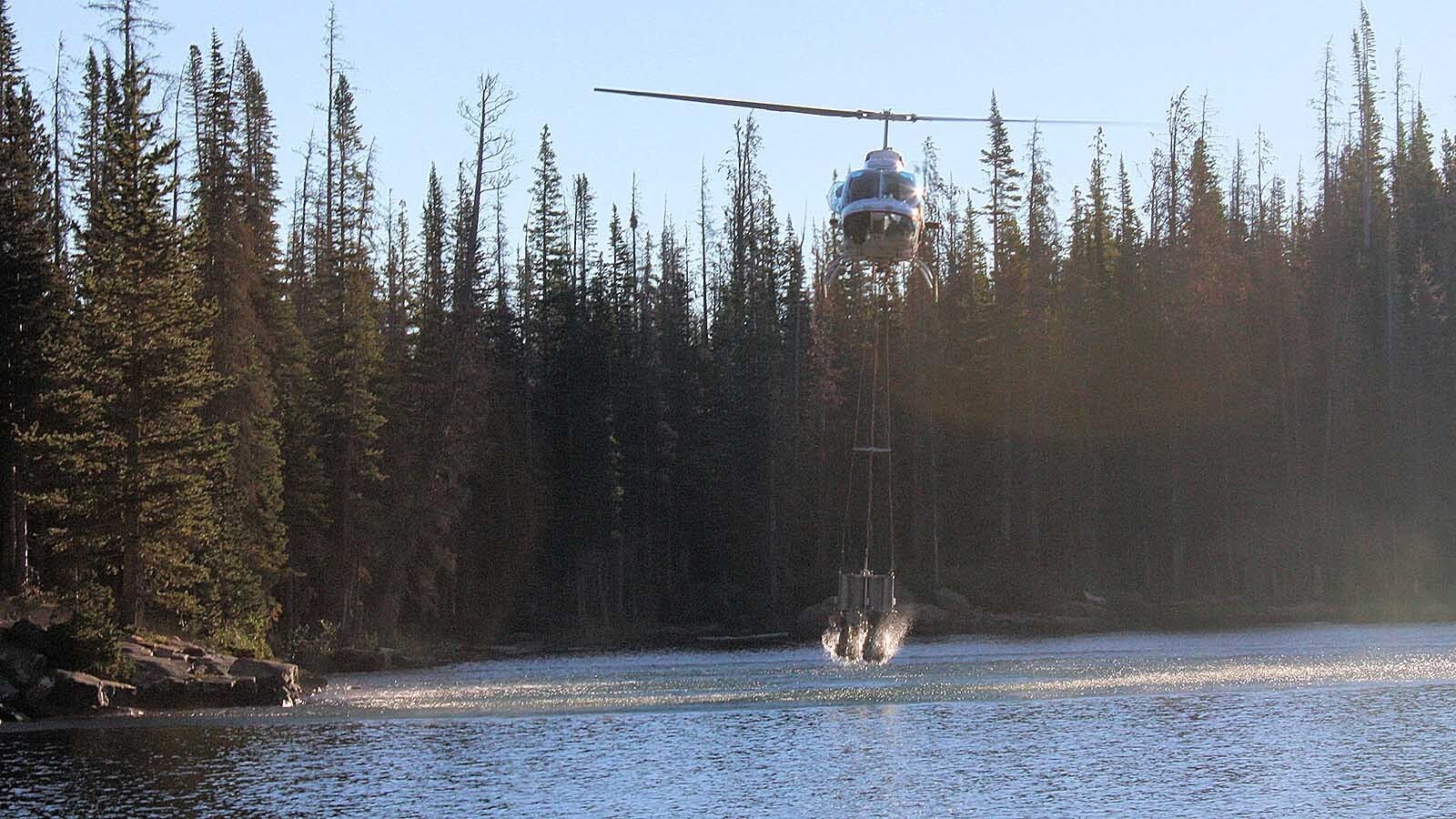 Fish plunge from a specially designed holding tank slung under a helicopter and into a backcountry lake, as part of the Wyoming Game and Fish Department’s fish stocking program.