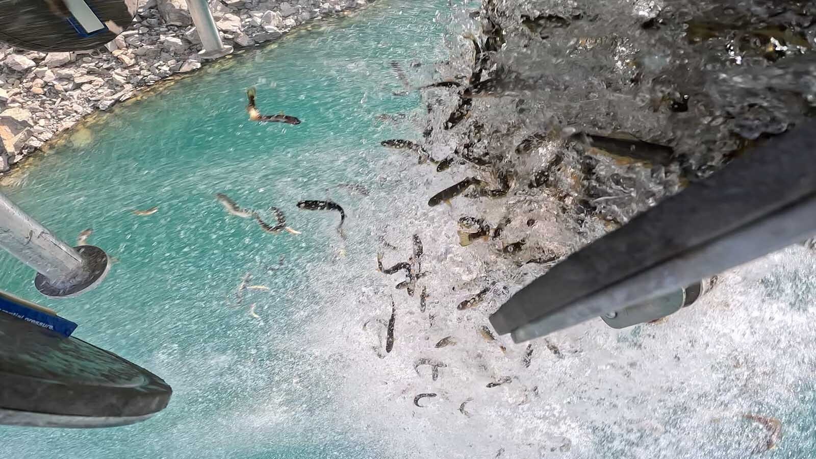 Fish plunge from a specially designed holding tank slung under a helicopter and into a backcountry lake, as part of the Wyoming Game and Fish Department’s fish stocking program.