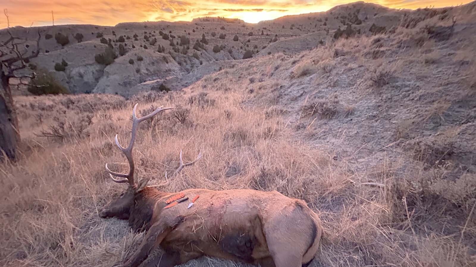 After years of planning, David Faubion’s first fly-in hunt to landlocked public land resulted in this bull elk.