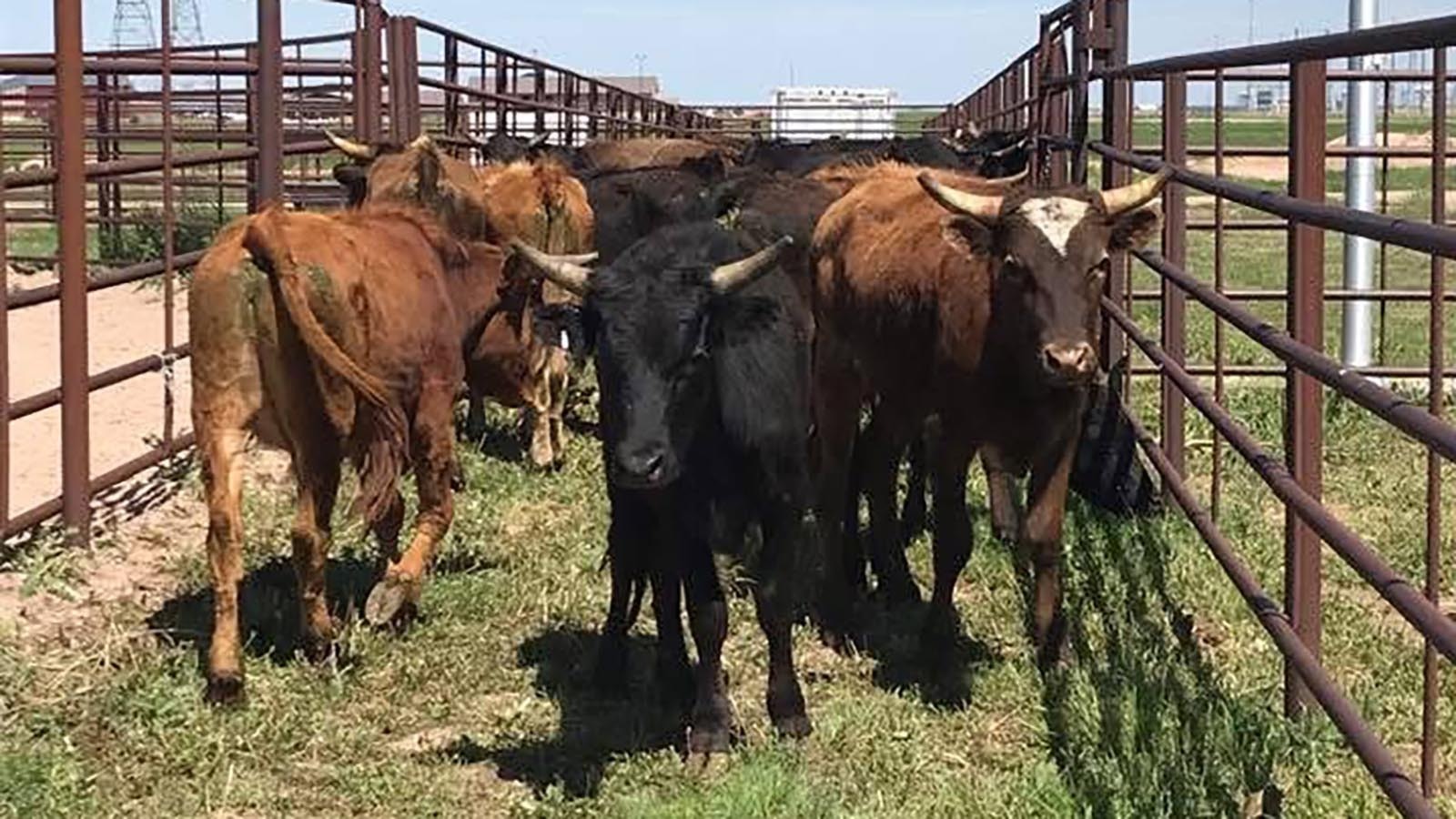 Corriente cattle, owned by the DeLancey family and used as cattle stock for the Hell on Wheels Rodeo in Cheyenne.