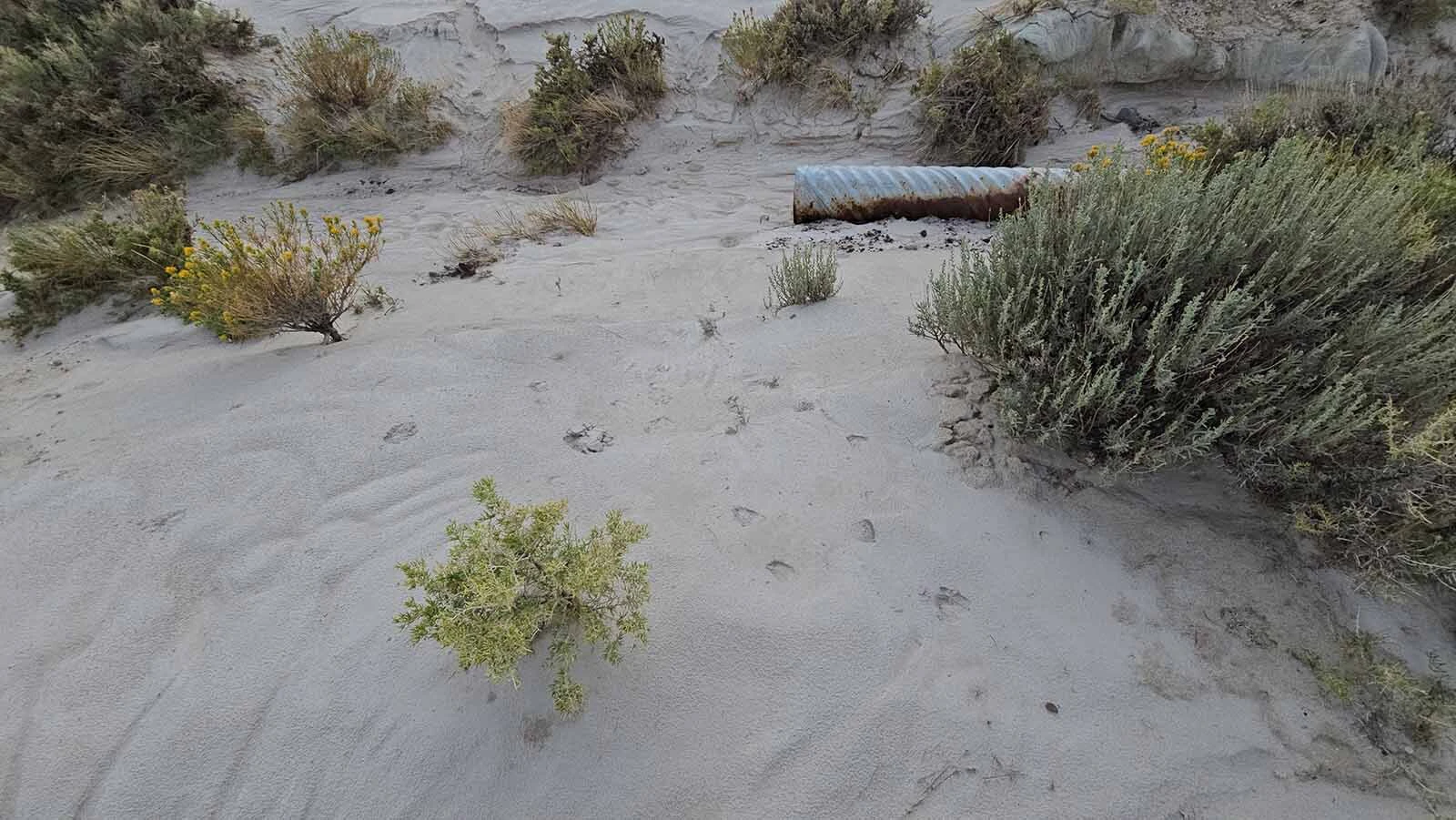 There's more sage and other plants at Hell's Half Acre than there was three decades ago when the movie "Starship Troopers" was filmed.
