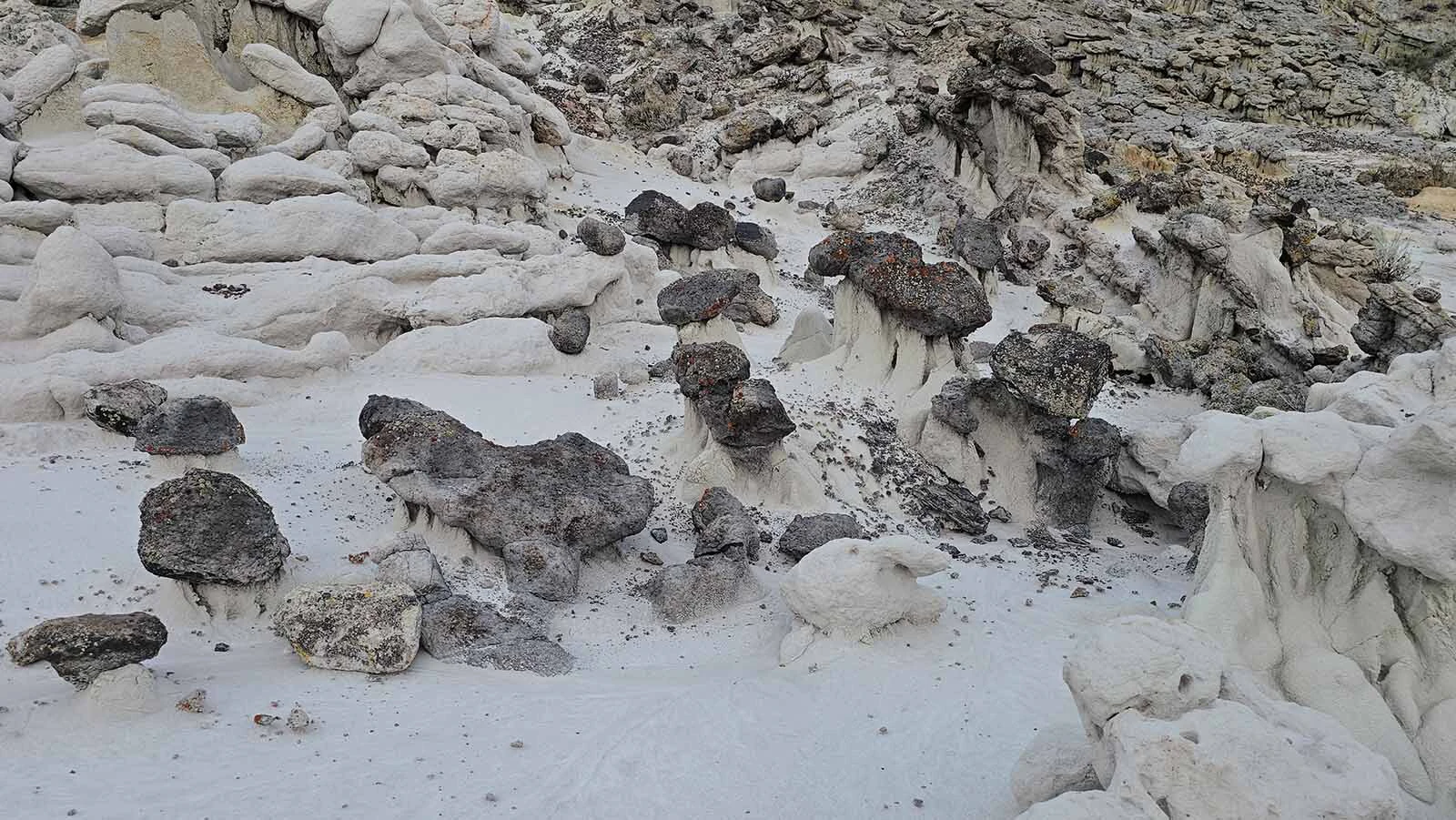 These "mushrooms" are miniature hoodoos. The tops are sandstone, which don't erode as quickly as the stalks, which are made of mudstones.