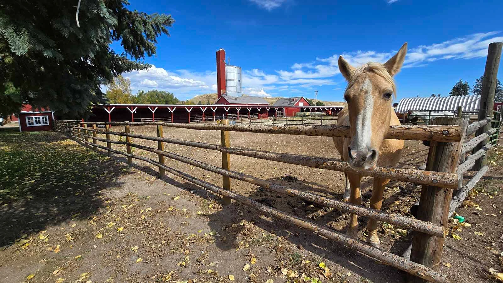 A horse at the Wyoming Hereford Ranch.