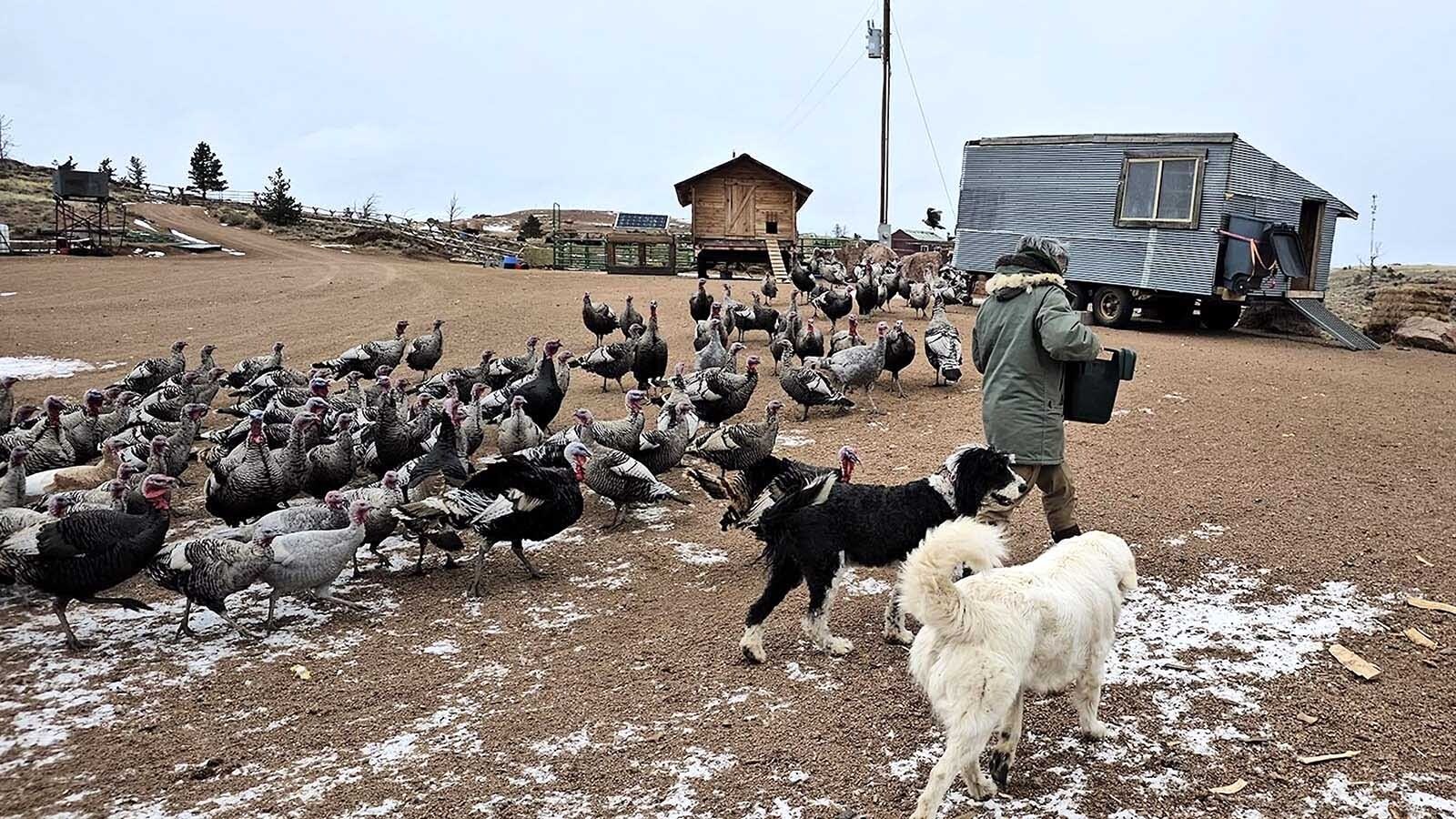 Corinna Schade feeds turkeys on her farm in Albany County. She said her heritage turkeys are resilent and is keeping an eye out for any issues regarding the bird flu.