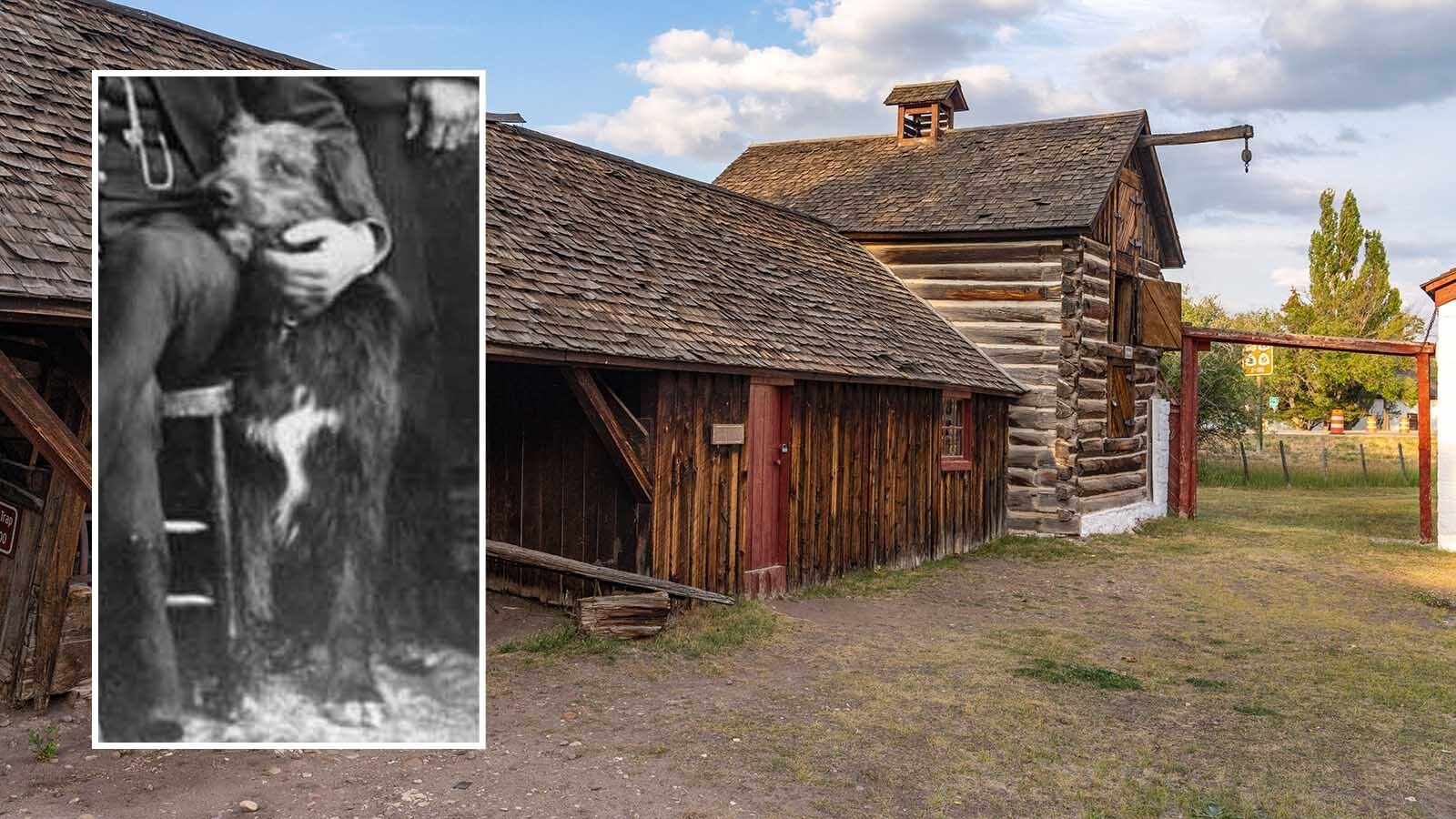 Thornburgh, an orphaned pup from a 1879 Ute battle, became Fort Bridger’s hero dog by stopping thieves, saving soldiers from knives, and alerting soldiers to Indian raids. Thornburgh was so well-loved he was buried in a fenced grave with a headstone.