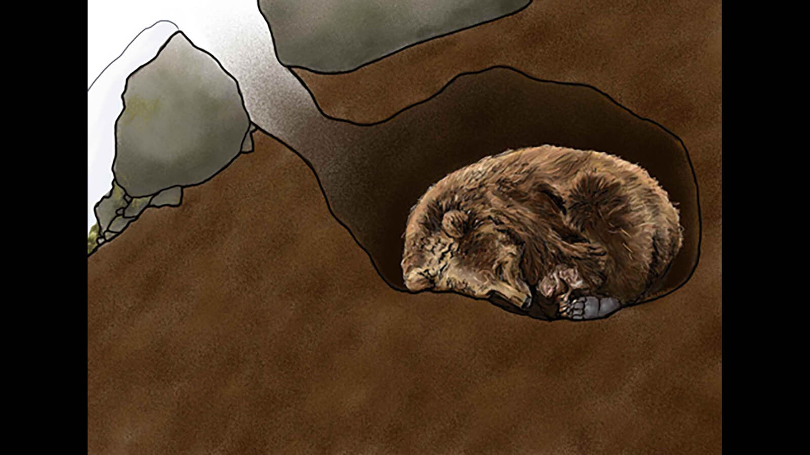 An illustration of a bear holed up in its winter den.