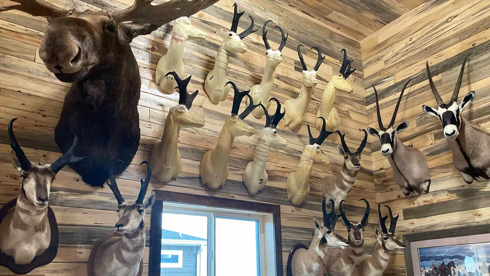 Larry Hicks of Bags has bagged 16 record-book trophy antelope bucks, including 14 in Wyoming. “He’s got everybody I know beat,” said prominent Western trophy game hunter Guy Eastman.