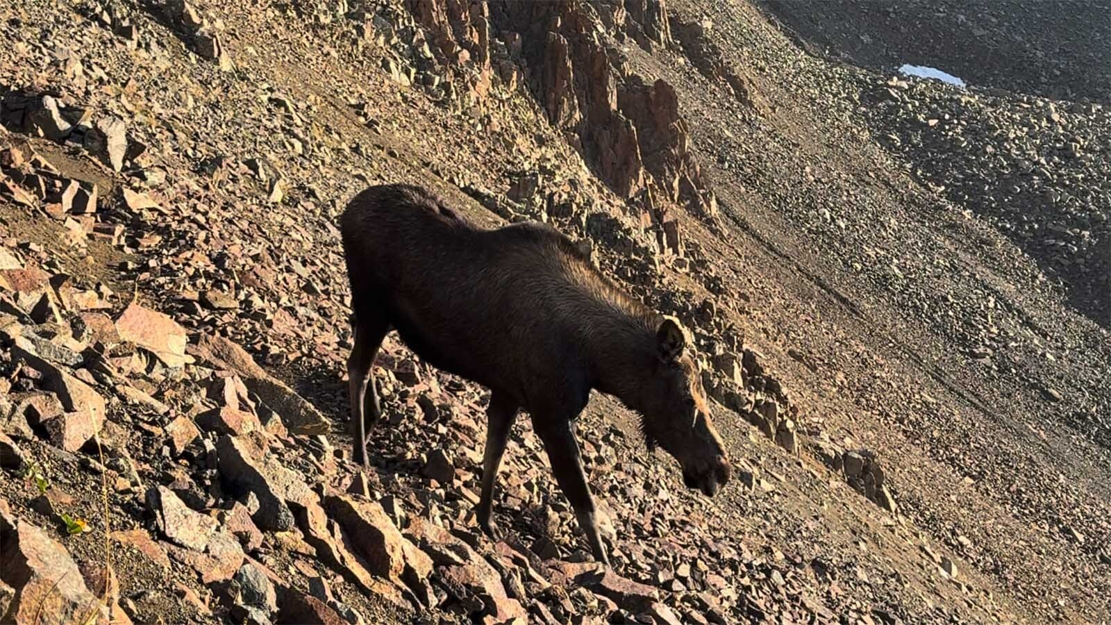 Hikers high above timber line on Mount Sneffels in southwest Colorado were stunned when a moose trotted right by them at 13,000 feet elevation. It’s rare to see moose that high, wildlife biologists say.