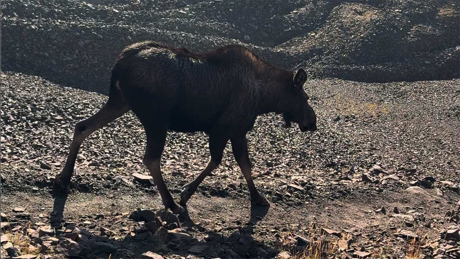 Hikers high above timber line on Mount Sneffels in southwest Colorado were stunned when a moose trotted right by them at 13,000 feet elevation. It’s rare to see moose that high, wildlife biologists say.