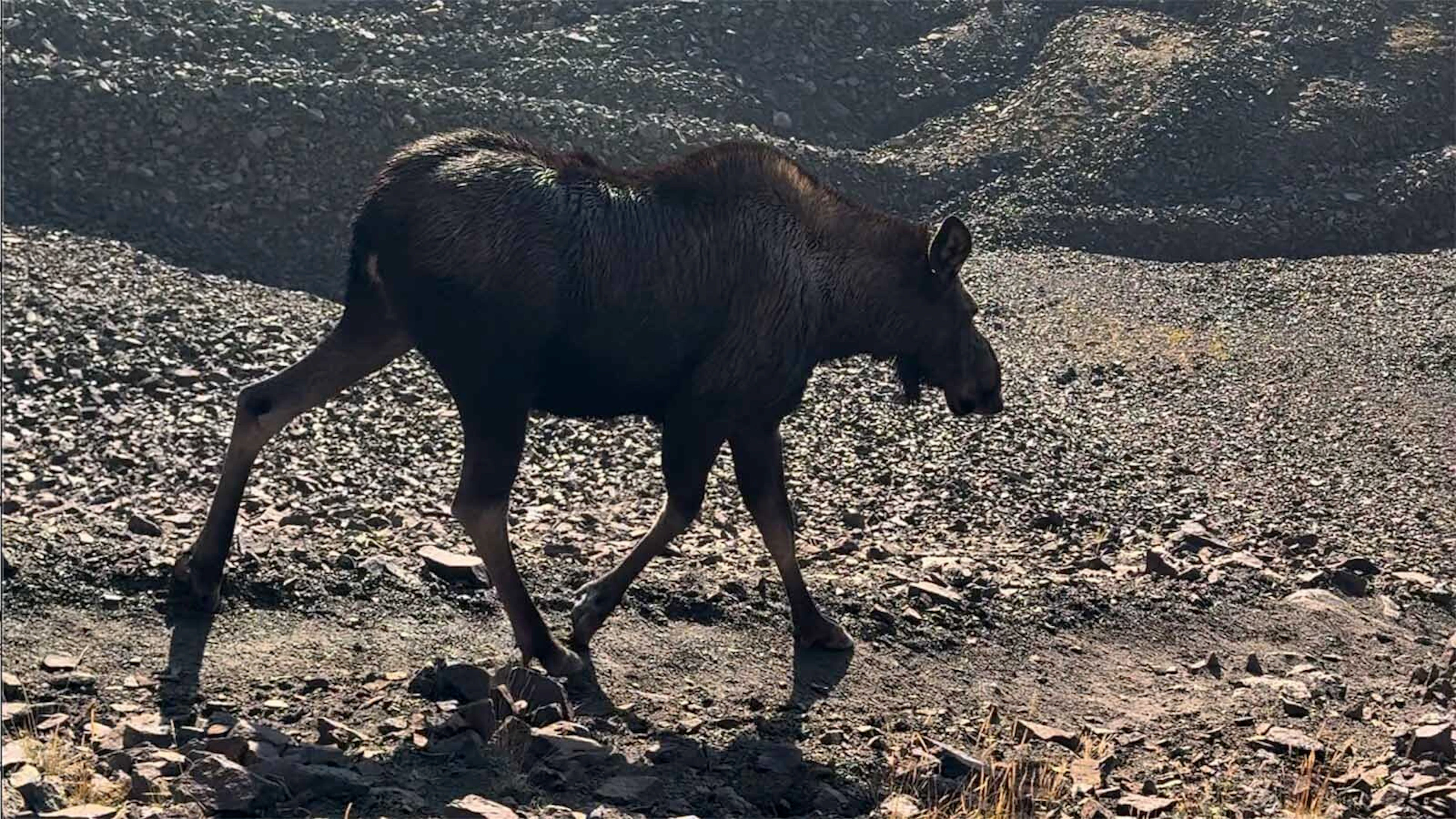 3 Point Moose Hikers Stunned When Moose Trots By At 13,000 Feet In Rare High-Altitude ...