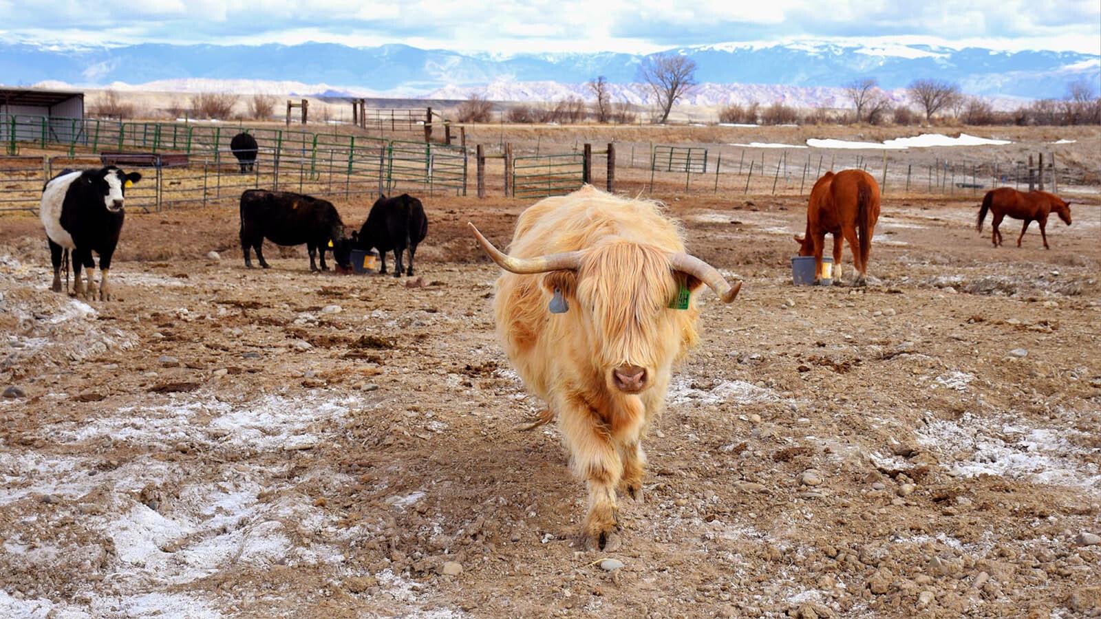 Highlands are the cute, shaggy hippies of cattle, and it seems everyone wants one or two. One Wyoming ranching family says they’re also cleaner, love people and taste great.