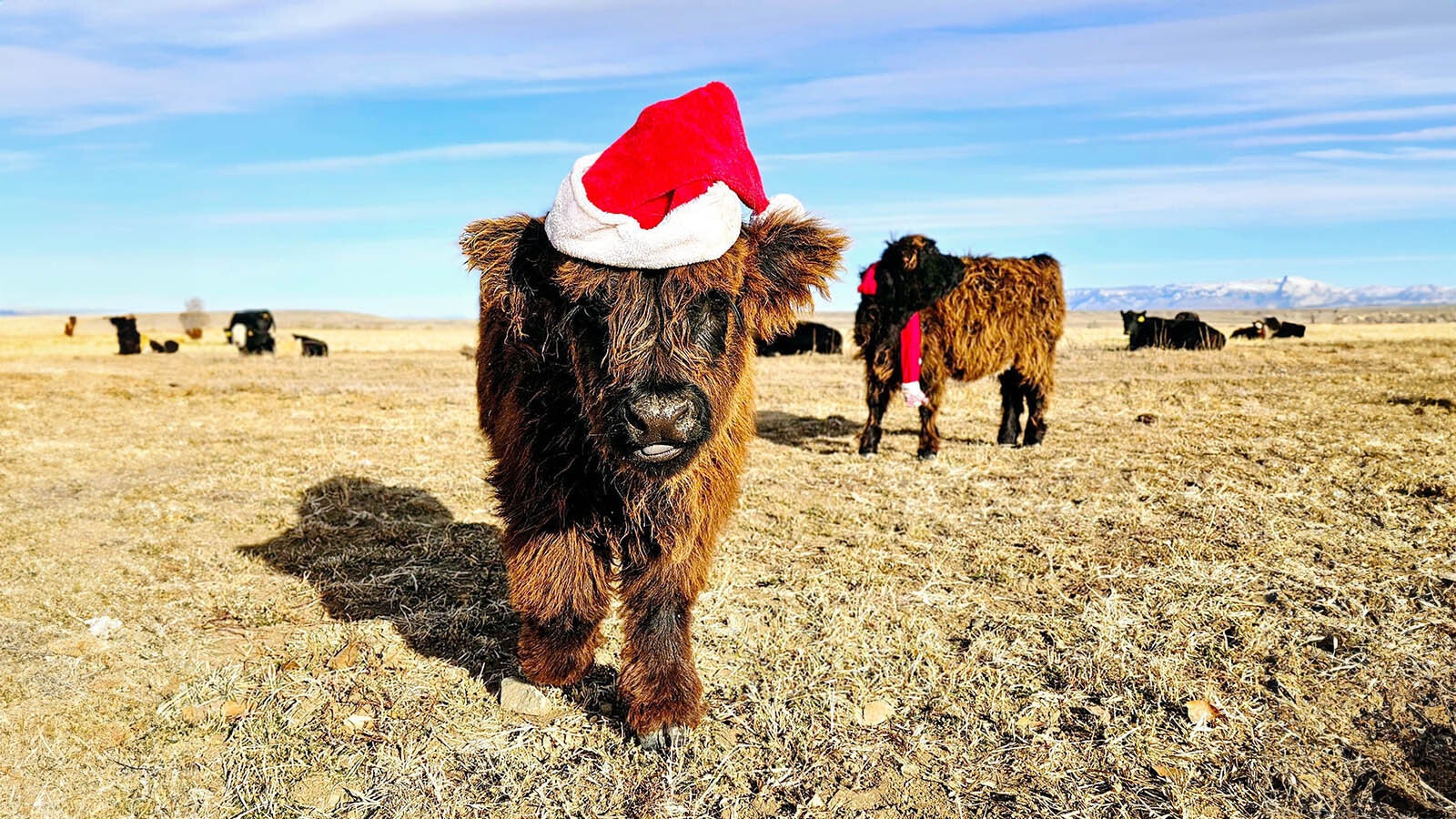 Neo is a 4-month-old Highland bull calf that's available after a buyer backed out of a sale.