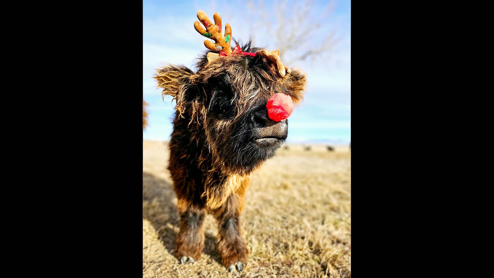 Neo is a 4-month-old Highland bull calf that's available after a buyer backed out of a sale.