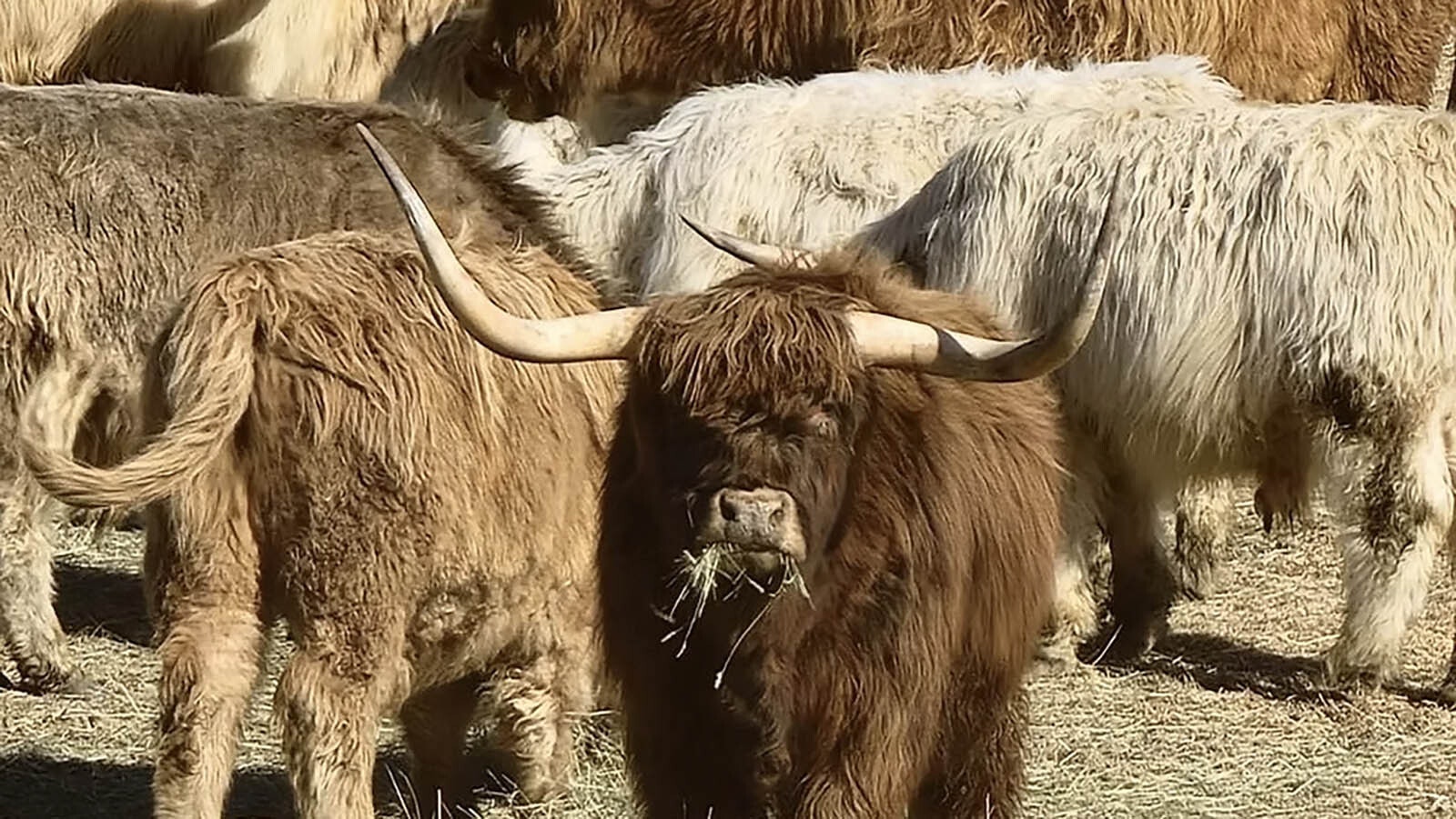 Highlands are the cute, shaggy hippies of cattle, and it seems everyone wants one or two. One Wyoming ranching family says they’re also cleaner, love people and taste great.