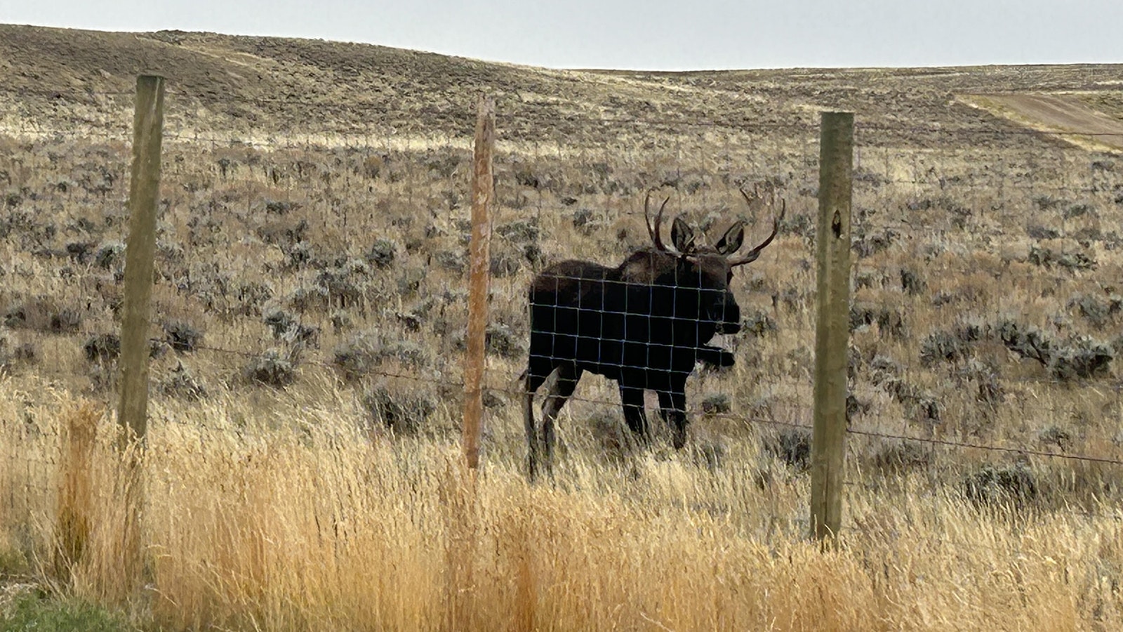 A bull moose is funneled along Highway 189 near Big Piney by an 8-foot fence that is part of a recently-dedicated wildlife/traffic safety project.