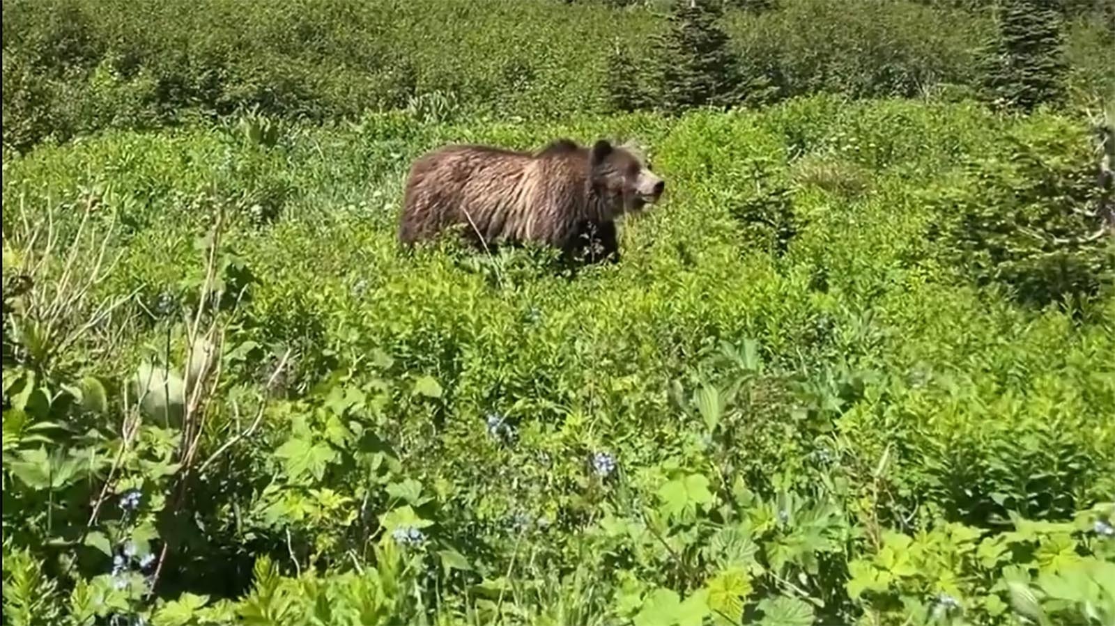 Amanda Wylie of Queens, New York, fell in love with the West after a trip to Yellowstone years ago. This year, she had a terrifying close encounter with a grizzly in Montana’s Glacier National Park, but said she still wants to keep hiking out West.