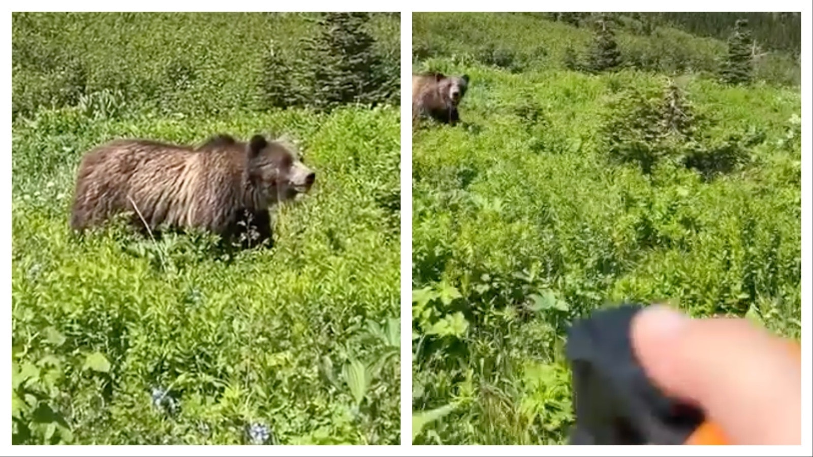 Amanda Wylie of Queens, New York, fell in love with the West after a trip to Yellowstone years ago. This year, she had a terrifying close encounter with a grizzly in Montana’s Glacier National Park, but said she still wants to keep hiking out West.