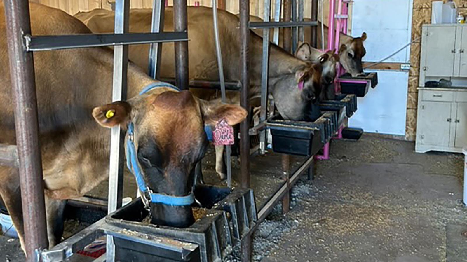 Hippie Cow Creamery's Jersey cows eagerly await one of their twice-daily milkings. The Cody family business grew from one to five cows in one year and is already looking for five more Jersey cows to meet the demand for raw milk and dairy products in northwest Wyoming.