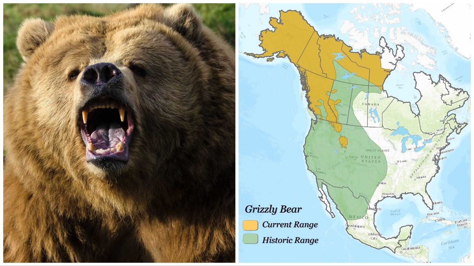 Grizzly bears once occupied much more territory, including vast swaths of the Great Plains.