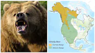 Grizzly Bears Habitat Grizzly Bears Habitat