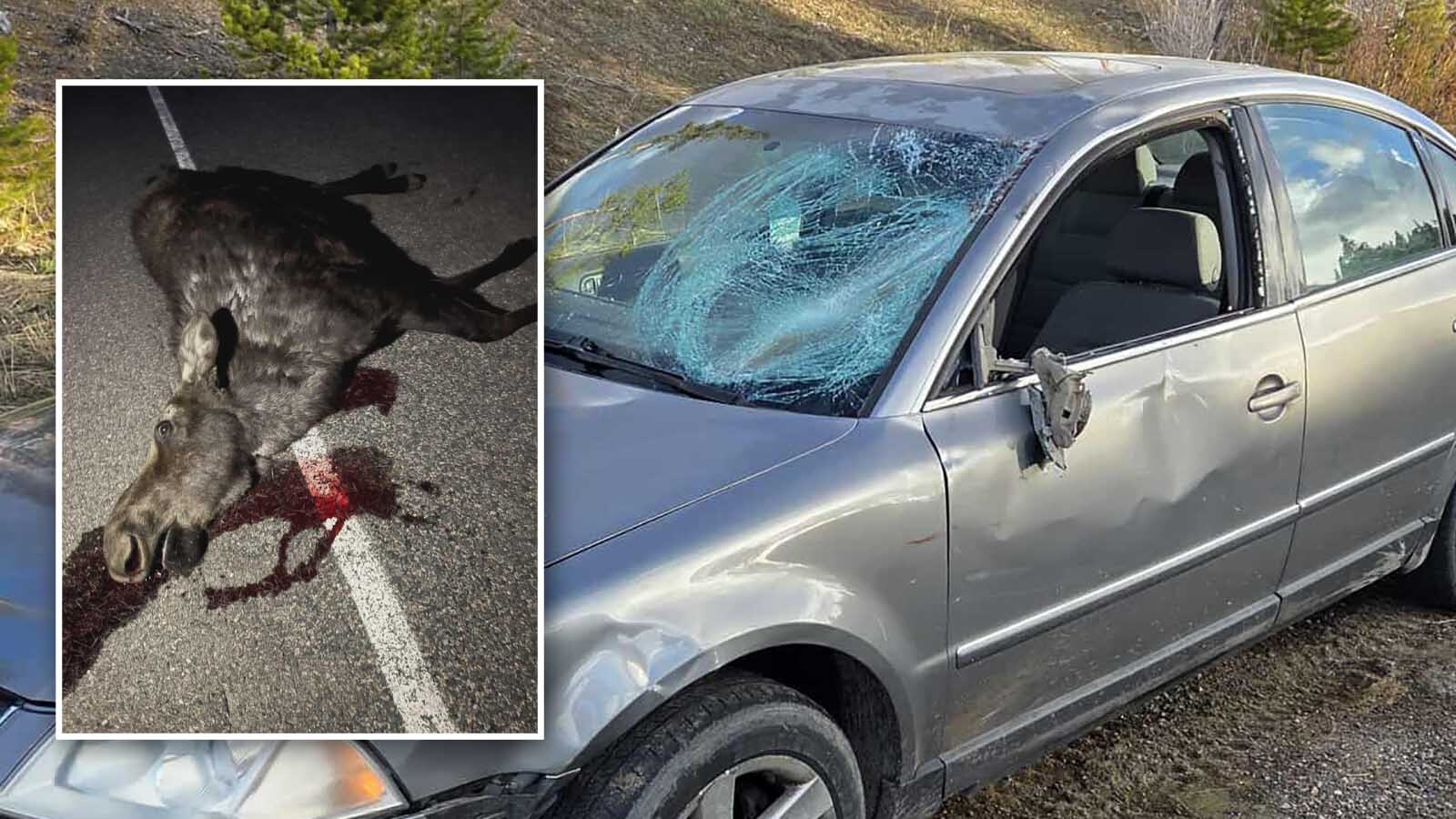 After a Laramie man totaled his car colliding with a moose, he and his fiancée hoped that they could at least claim the meat. But then somebody else came along and stole their roadkill.