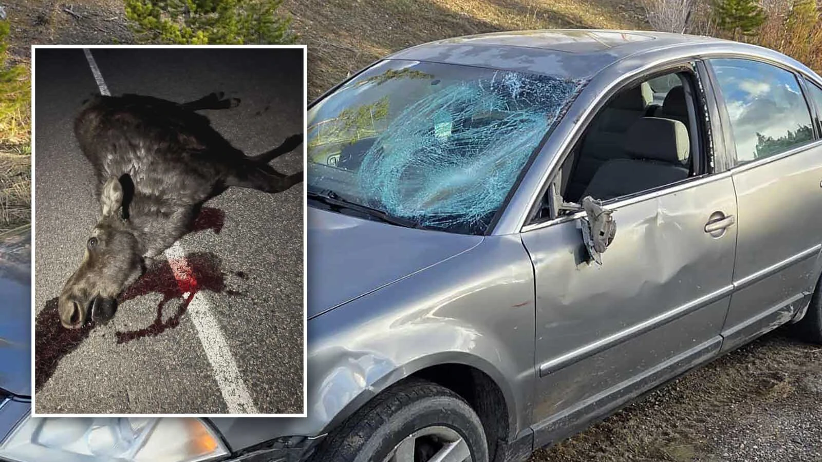 After a Laramie man totaled his car colliding with a moose, he and his fiancée hoped that they could at least claim the meat. But then somebody else came along and stole their roadkill.