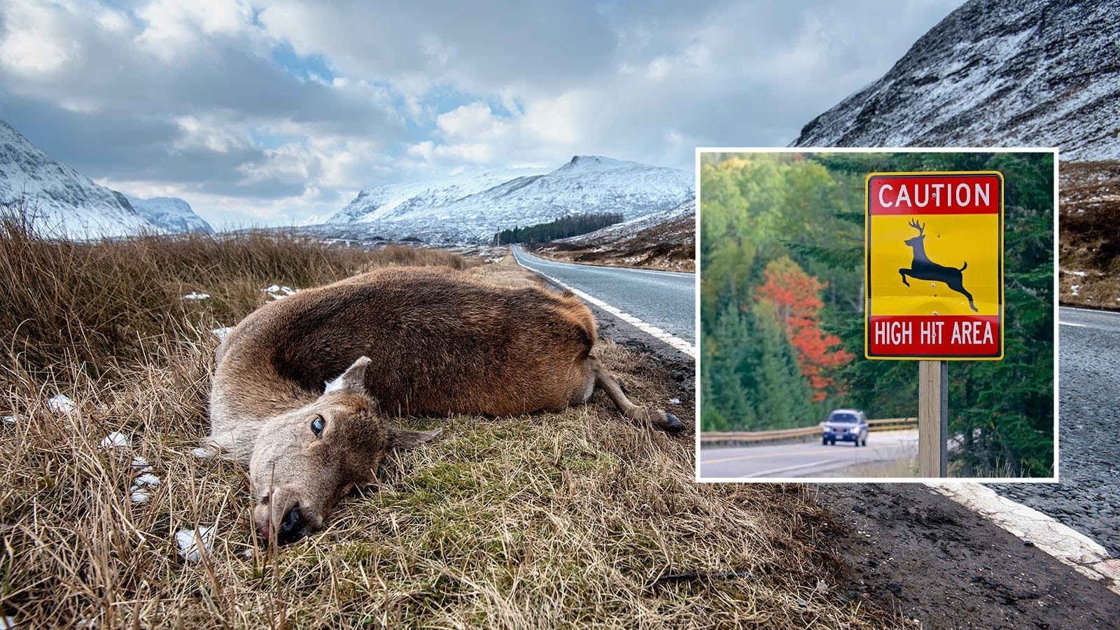 If a deer jumps out in front of your vehicle on the road, Colorado officials say it could be best to just hit it.