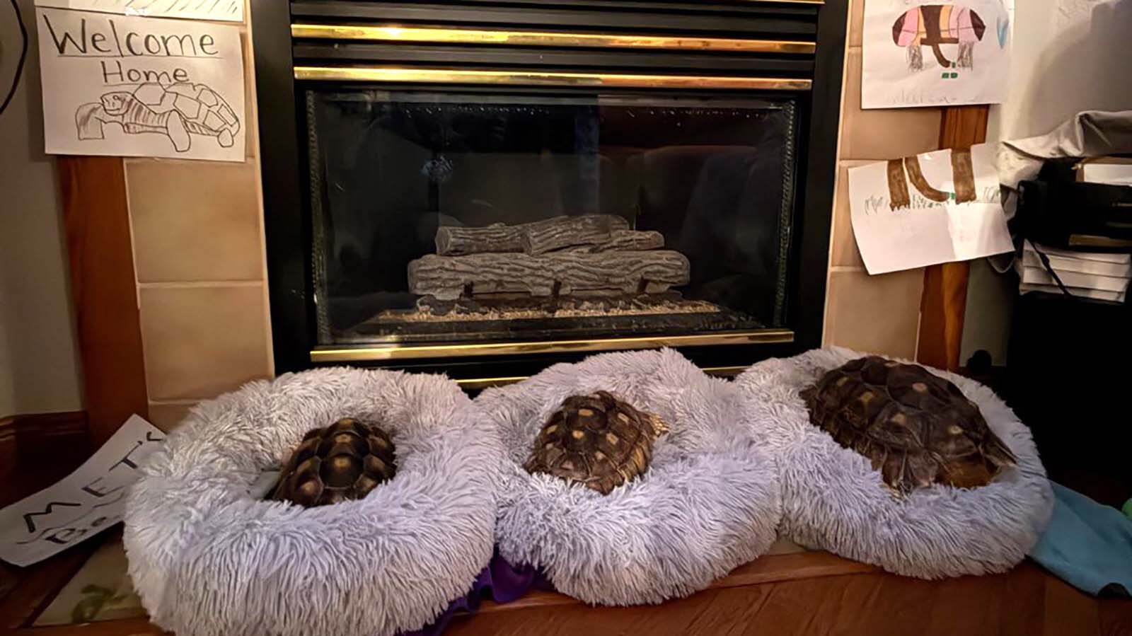 All 103 Animals Rescued From 'Abhorrent' Cheyenne Hoard Have Been Adopted