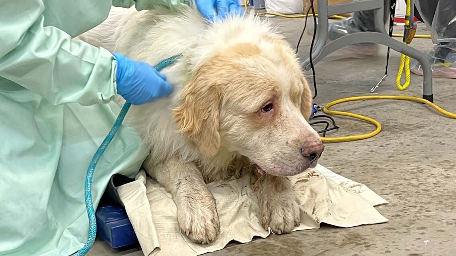 After the adoption of Carmen San Diego, a sulcata tortoise, the Cheyenne Animal Shelter has found homes for all 103 animals rescued from a hoarding case in October officials called "abhorrent." They're the lucky ones, as 22 dead animals also were found.