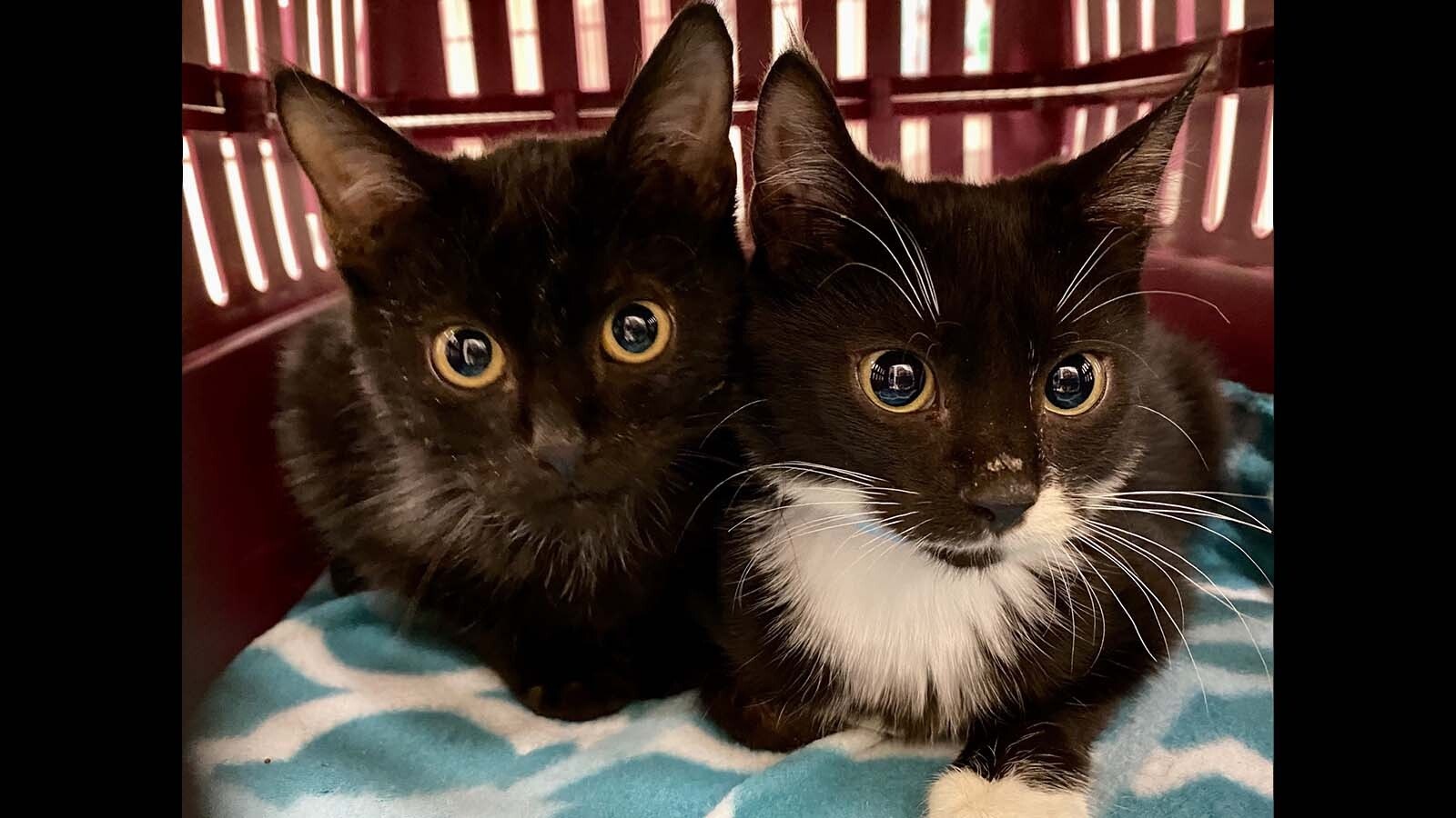After rounding up 22 cats from a hoarded home, the Cheyenne Animal Shelter is bursting with them. They're having a 2-for-1 adoption special on kittens.