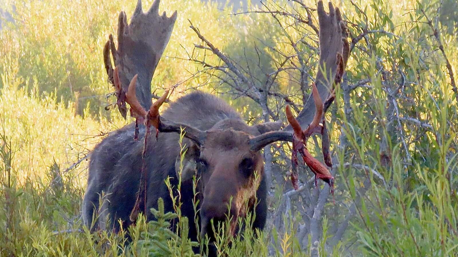 Hoback is a moose that lives in Grand Teton National Park, and his fans say he’s the biggest bull moose in the park. He’s pictured here shedding the “velvet” (a natural growth membrane) from his antlers.