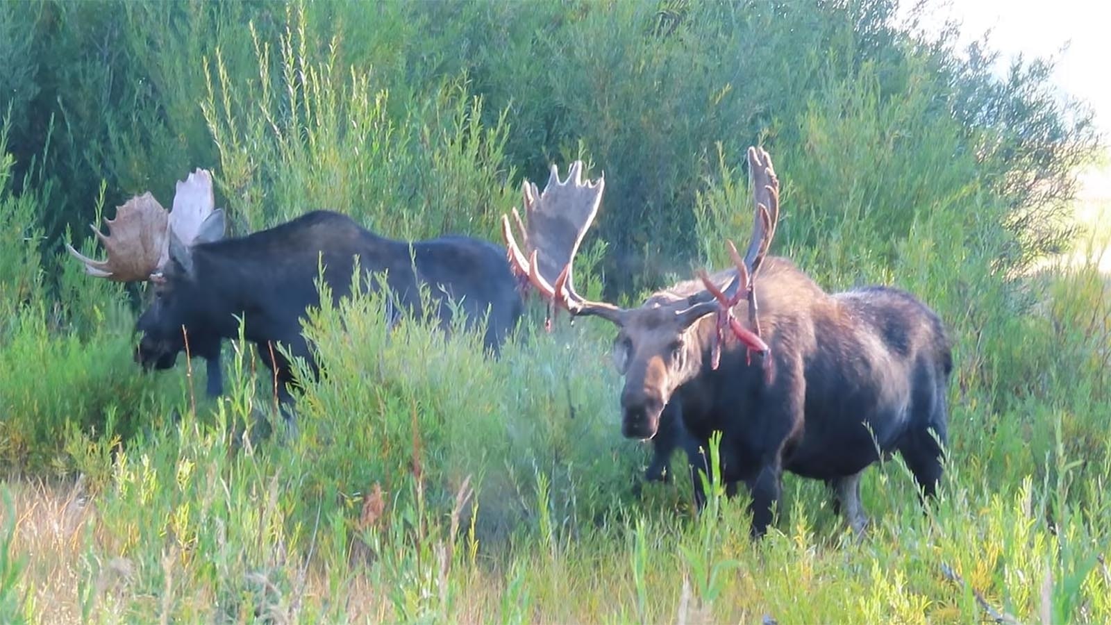 Hoback is a moose that lives in Grand Teton National Park, and his fans say he’s the biggest bull moose in the park. He’s pictured here shedding the “velvet” (a natural growth membrane) from his antlers.