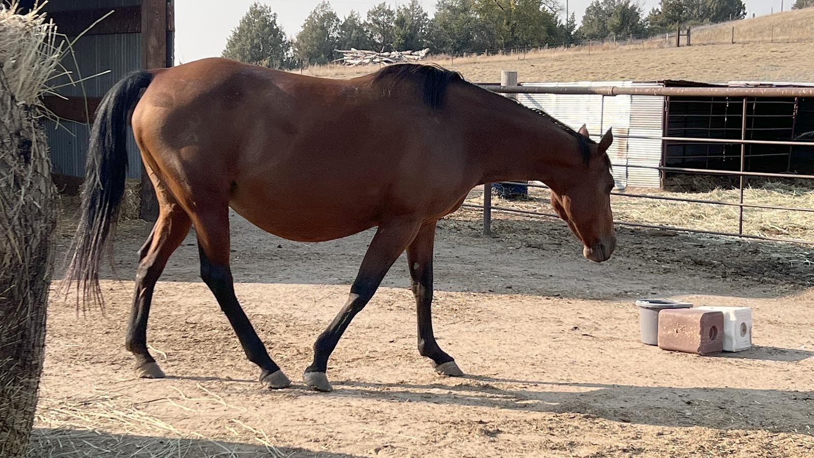 Three horses recently arrived at an animal rescue center near Cheyenne, including a mare and her foal, and another mare that is pregnant. The center’s director would like to know more about them and where they came from.